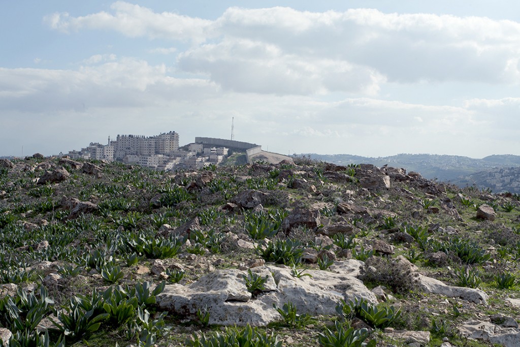 _MG_7935 copia